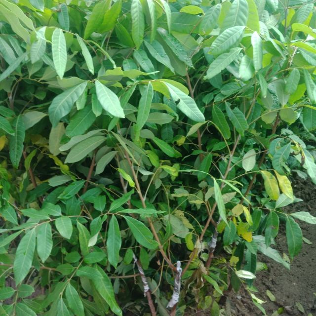 COMBO 02 cây giống NHÃN LỒNG SỚM HƯNG YÊN- Cây giống chuẩn F1