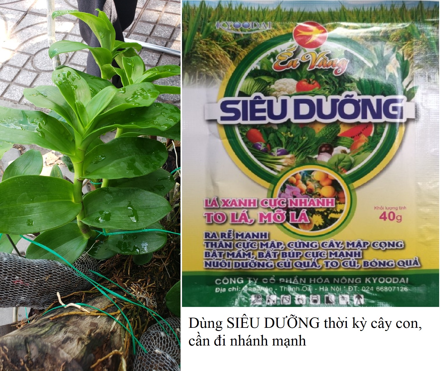 Phân bón NPK 30-10-10 nở bụi, xanh lá, mập cọng 40gr