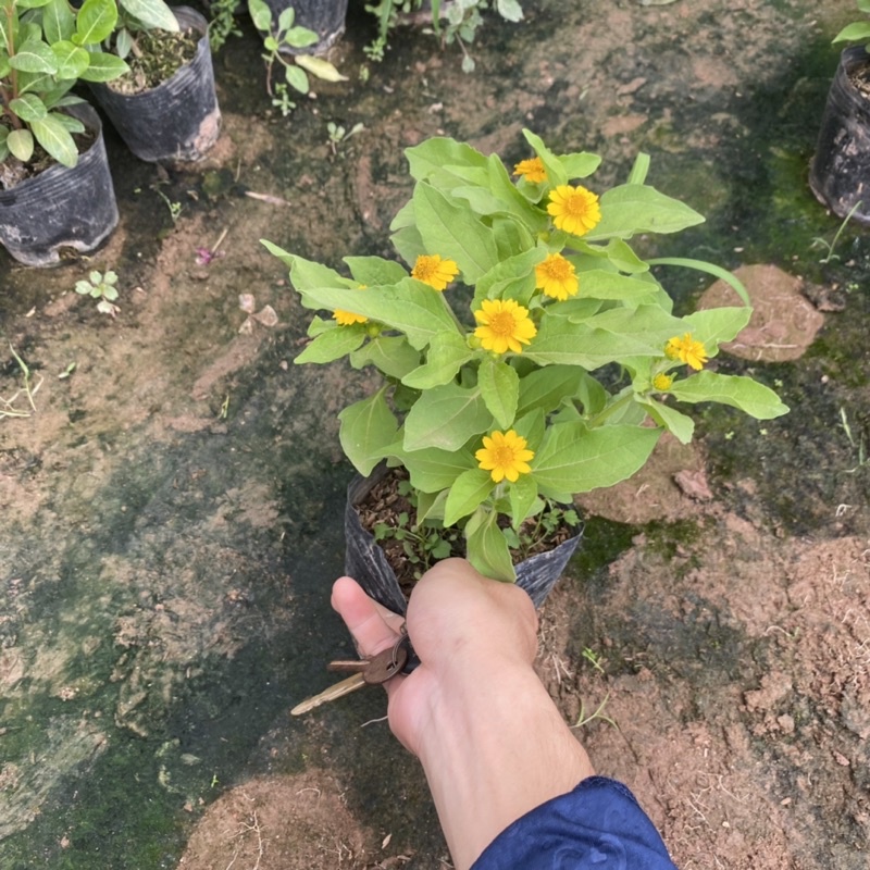 Cúc mặt trời trồng bịch đen đã có nụ và hoa ( như ảnh)