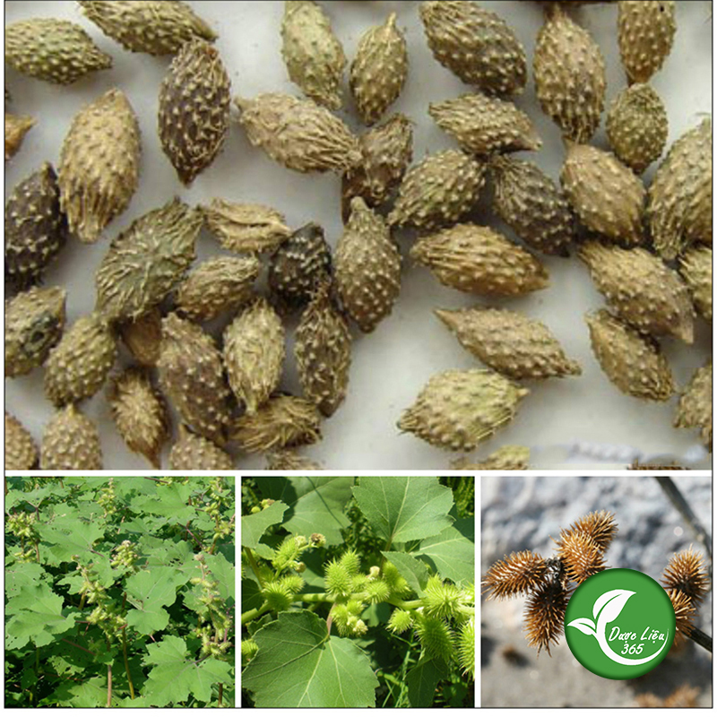 Quả ké đầu ngựa khô (1KG) - DL172