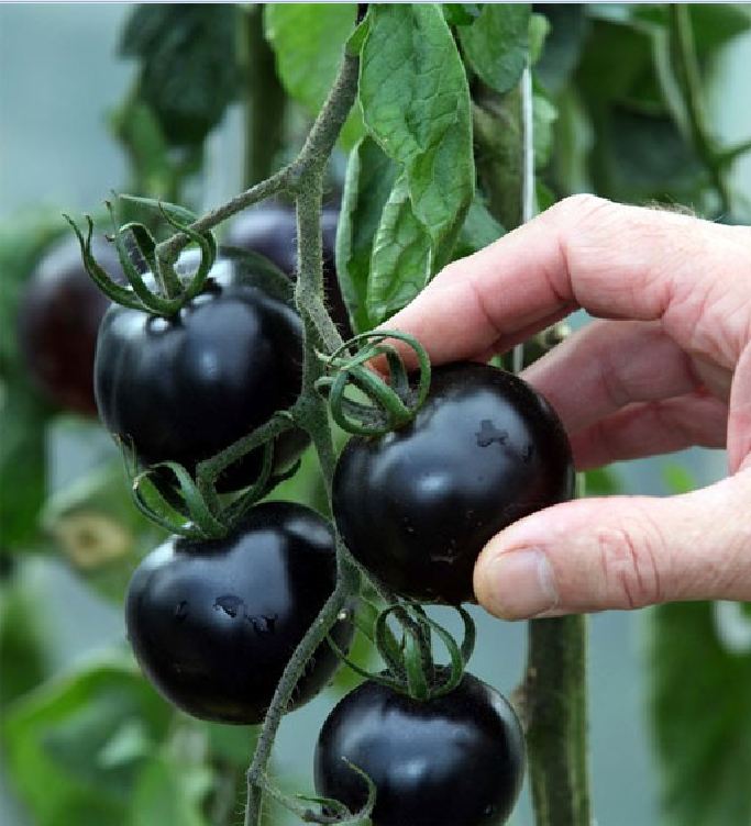 American Black Tomato Seeds 10 Seeds/Pack (Free Stimulation Package to Support Seed Germination)