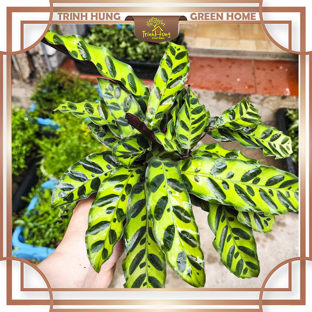 Cây đuôi công lá dài mini - cây cảnh đẹp, dễ trồng