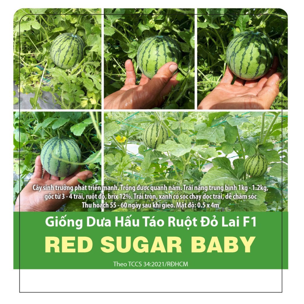 [HCM]Hạt giống RD Dưa hấu táo ruột đỏ Red Sugar Baby gói 5 hạt