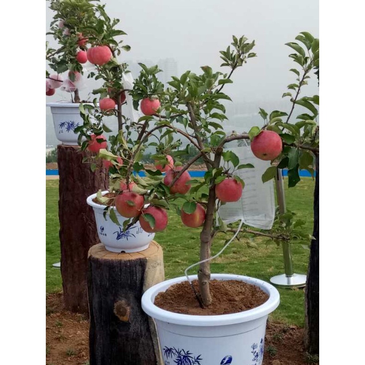 Cây giống táo lùn sớm cho trái (cây khỏe đẹp, bao đổi trả)