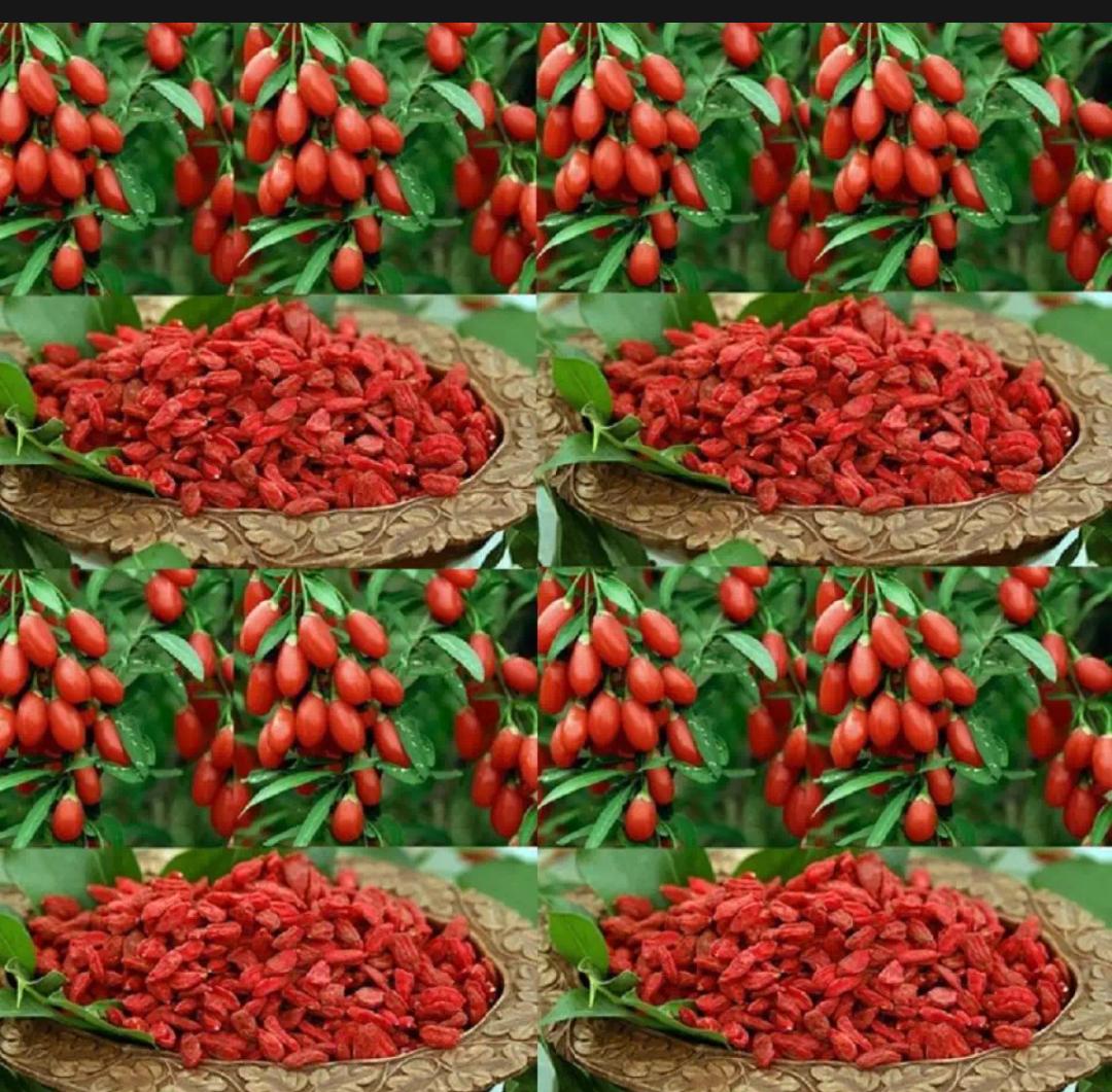 Kỷ Tử - Trà Thảo Lộc 1 Túi 100g
