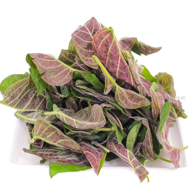 2 Cây mơ lông trồng bầu ươm - Cây gia vị