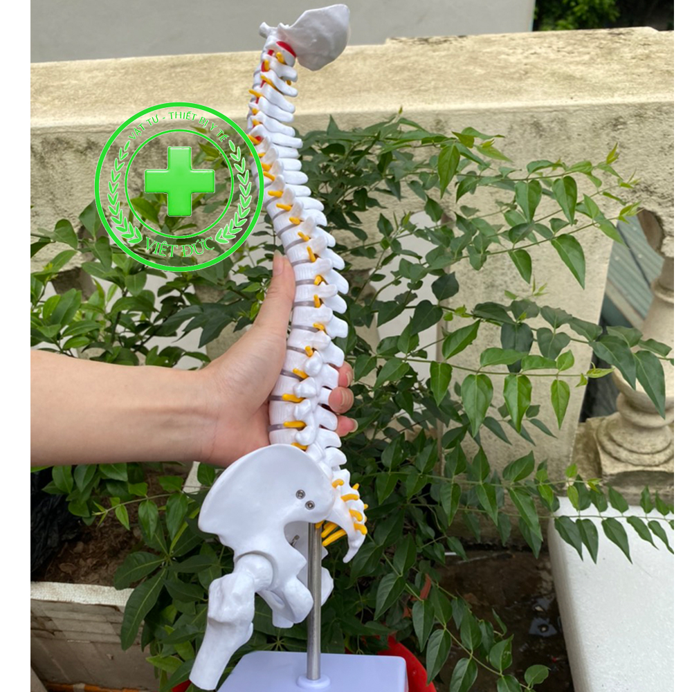 Mô hình cột sống 45cm Mô hình xương người