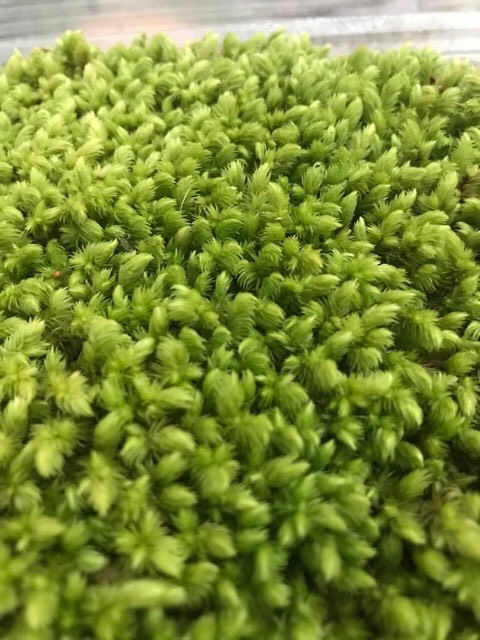Rêu Cushion ( Cushion moss) hộp 10cm x 15cm