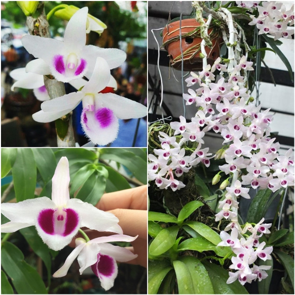phi điệp(giả hạc) tím hòa bình