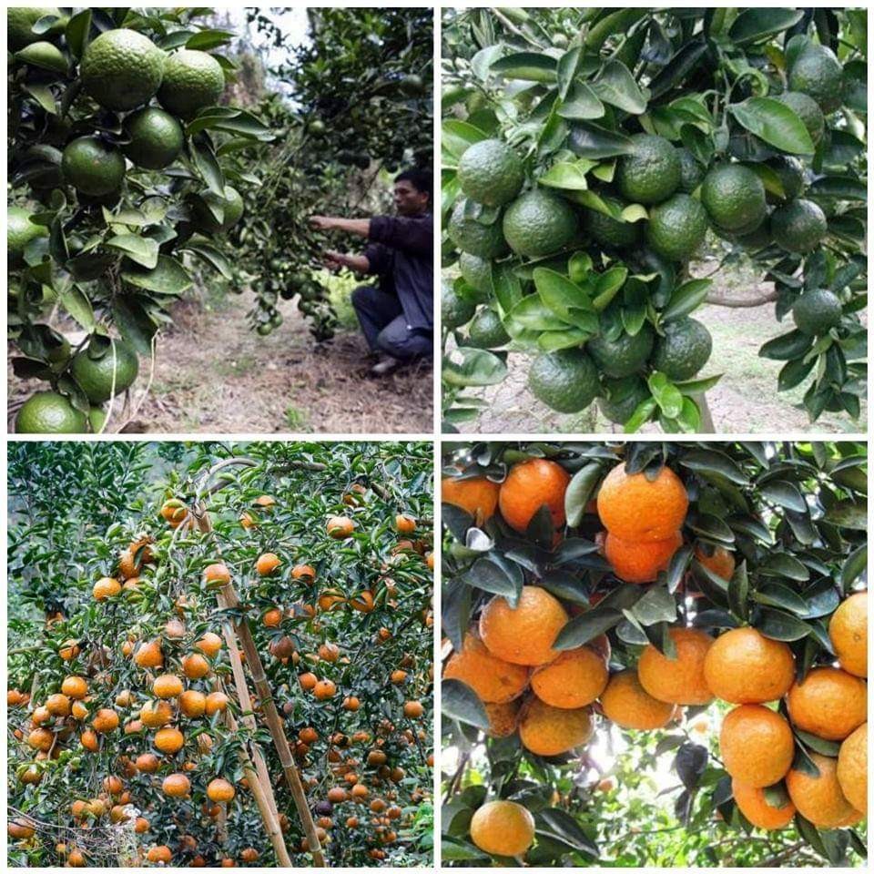 Giống cam sành không hạt LĐ6