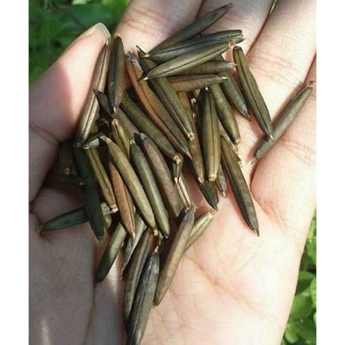Hạt giống cây Nổ - sâm Tanh Tách (10 quả)