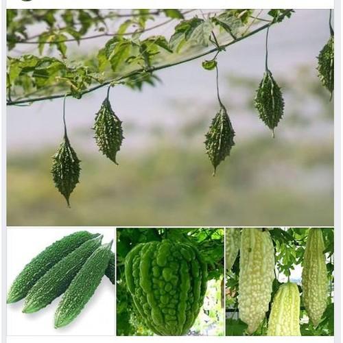 Combo 4 gói hạt giống khổ qua( Rừng + gai xanh +Trắng +Trái Tim ) Kèm gói kích mầm