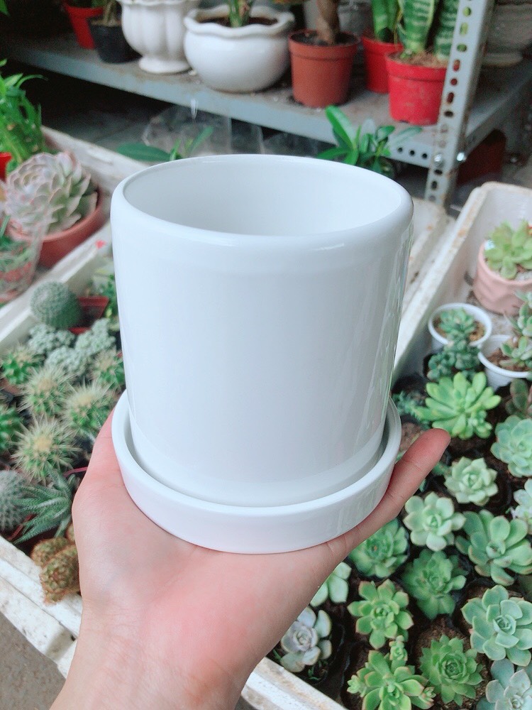 Chậu sứ tráng men cao cấp  kèm dĩa lót 2