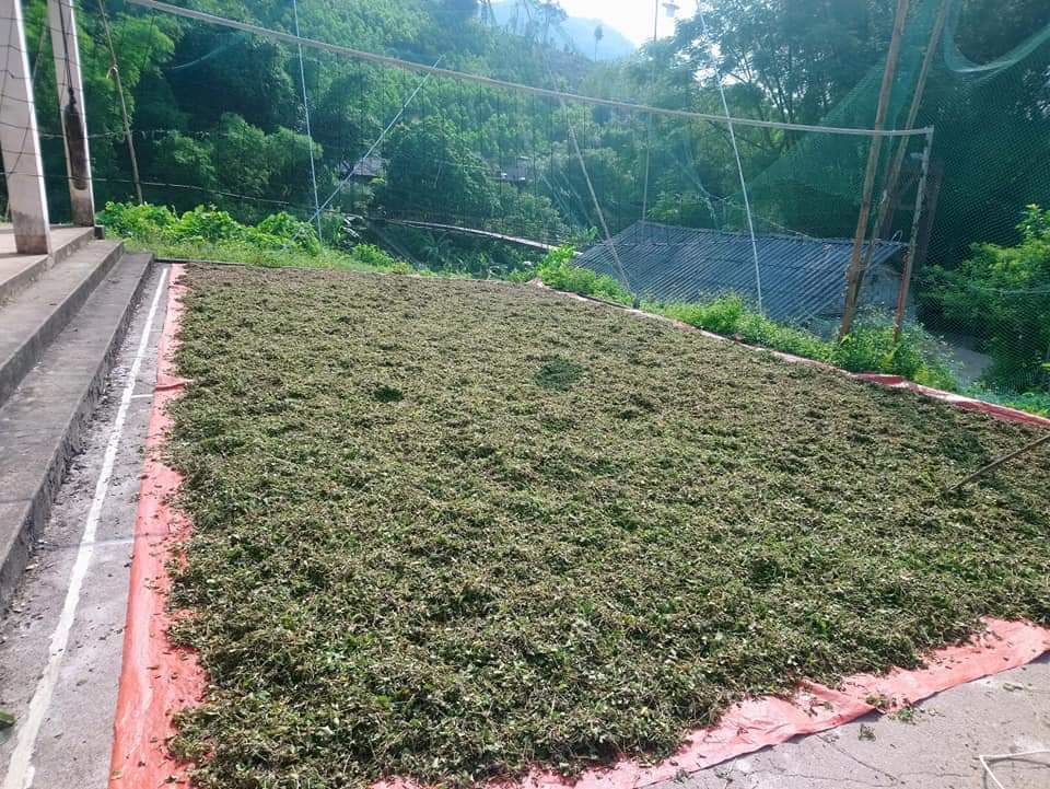 1kg Cây cà gai leo khô nguyên chất