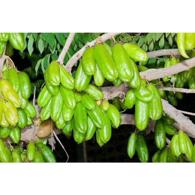 cây khế tàu cao 80-100cm.