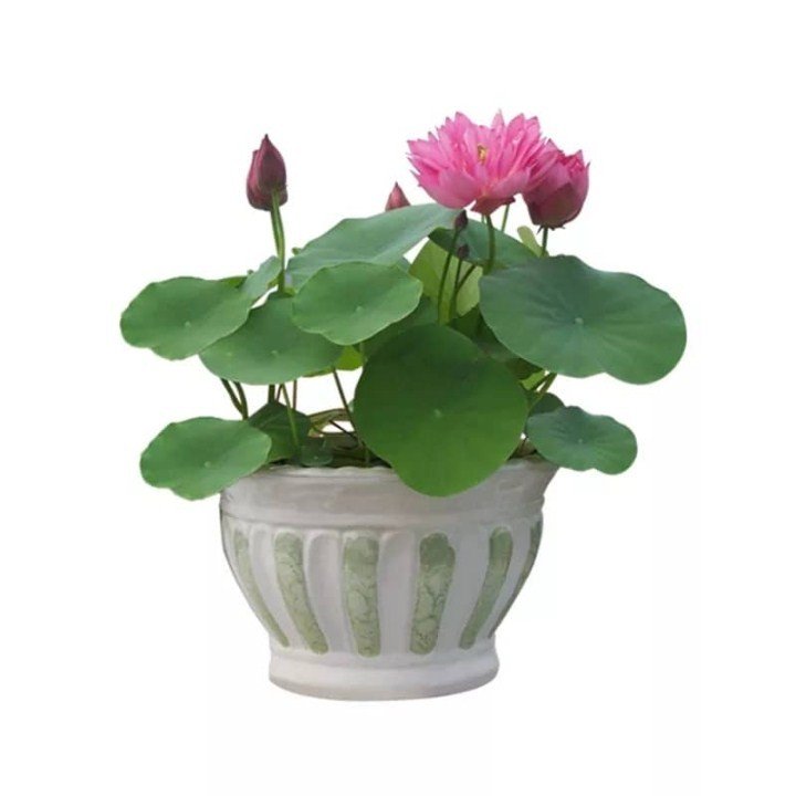 Combo 5 Hạt giống Hoa Sen Mini Nhật ,Dễ Trồng, Ít Chăm Sóc, Hoa Ngát Hương (5 Gói, Gói 10 Hạt, Màu Ngẫu Nhiên) - Nông Sản Vàng