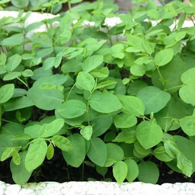 hạt giống rau bồ ngót - gói 1gram