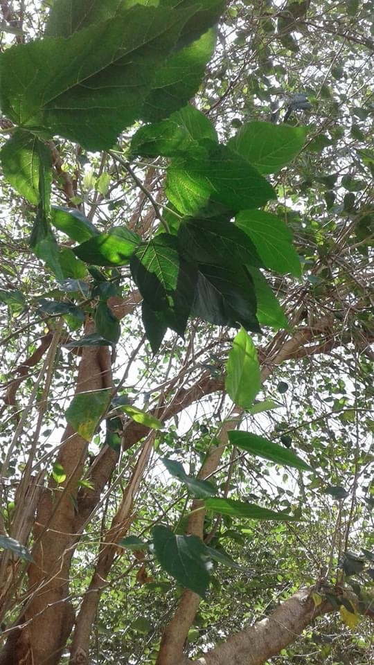 Vòng dâu tằm