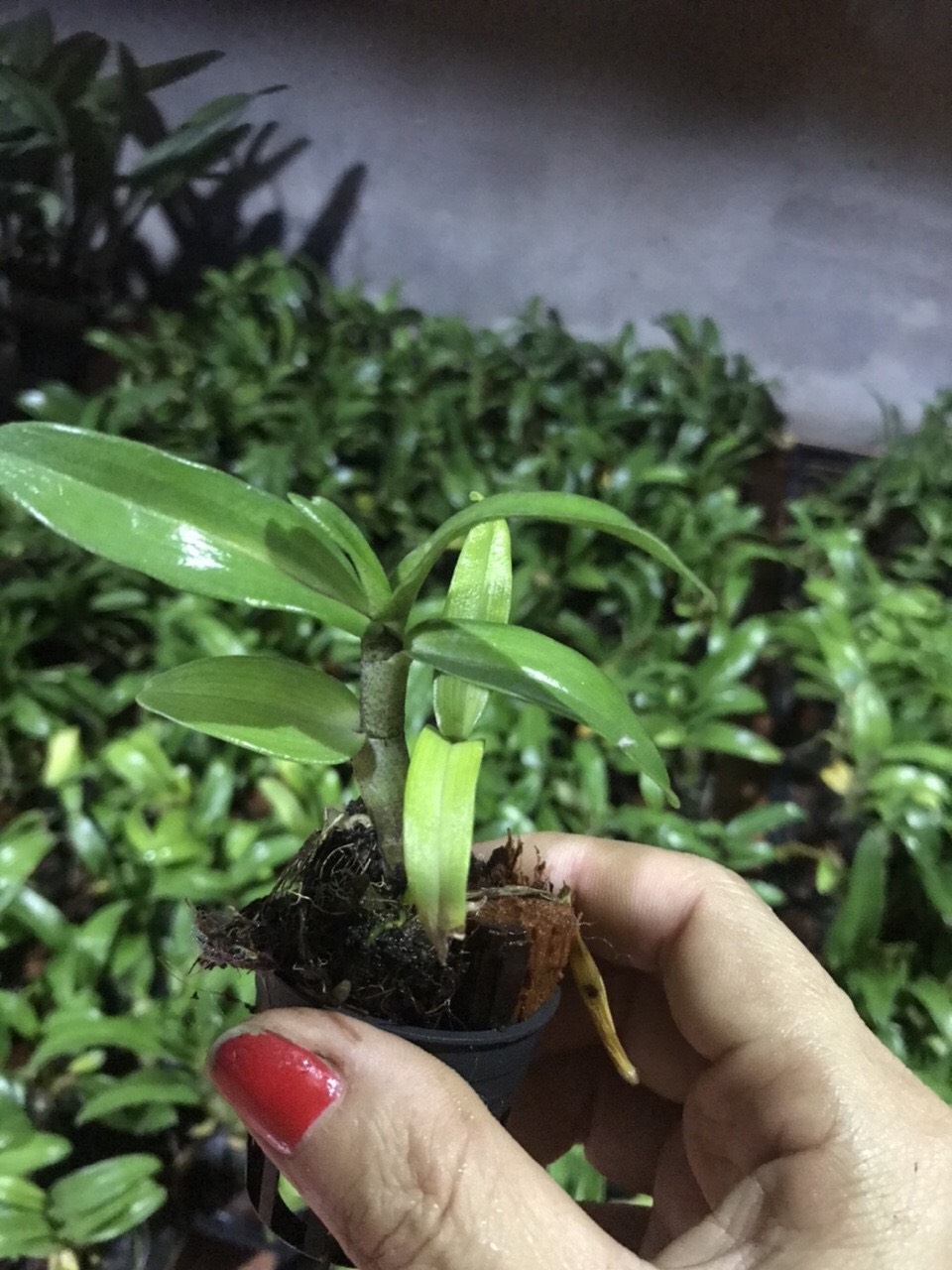 Hoa lan damary 3 lưỡi size cây giống cao 5-10cm