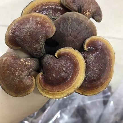 1kg nấm lim xanh