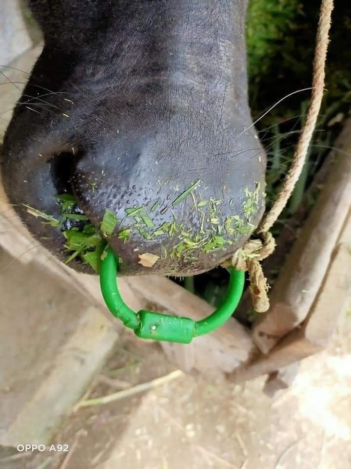 Vòng xỏ mũi bò, trâu, ngựa (10 Vòng)