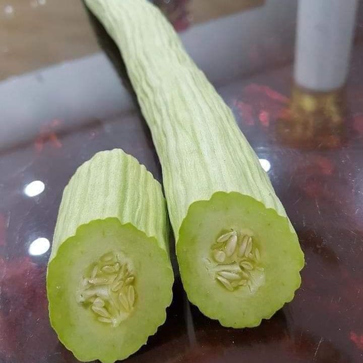 Hạt giống dưa chuột rắn Mỹ