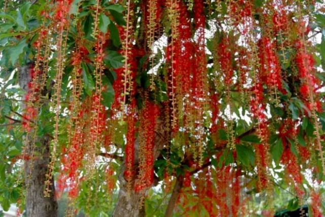 Hạt giống cây lộc vừng hoa đỏ - Gói 5 hạt