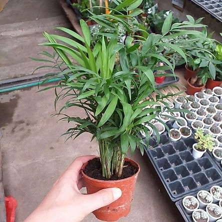 Cây tiểu trâm , trúc nhật , cau cảnh , dừa tụ thân chậu nhựa hoặc chậu sứ