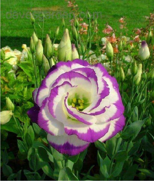 "Gói 5 "Hạt giống hoa cát tường mix màu [Seeds]