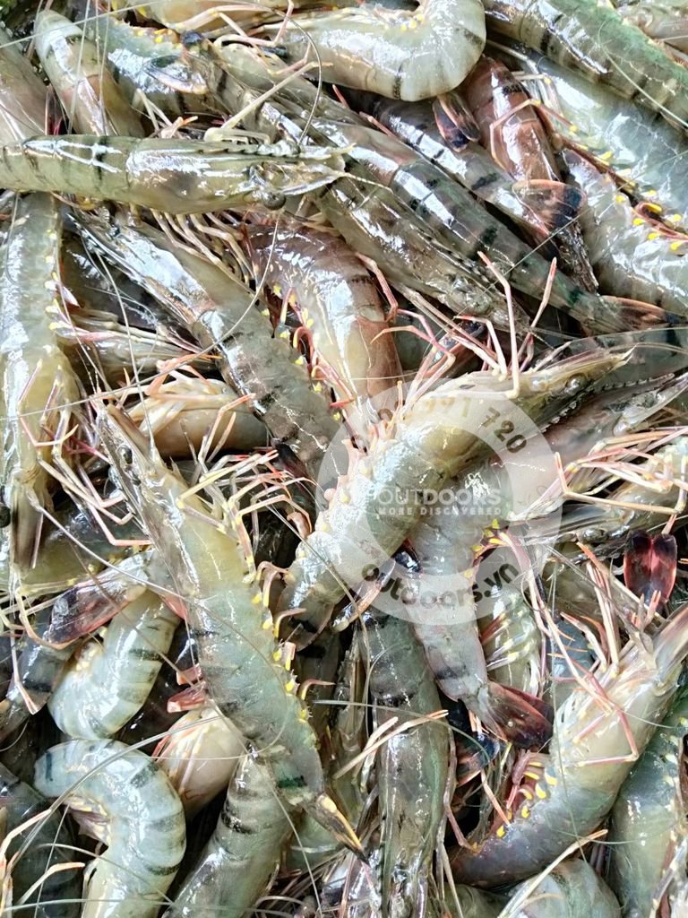 Lưỡi câu Tôm Hàn Quốc nhiều size