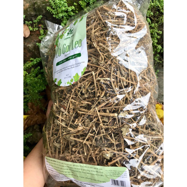 Cà gai leo Hoà Bình (1 kg)