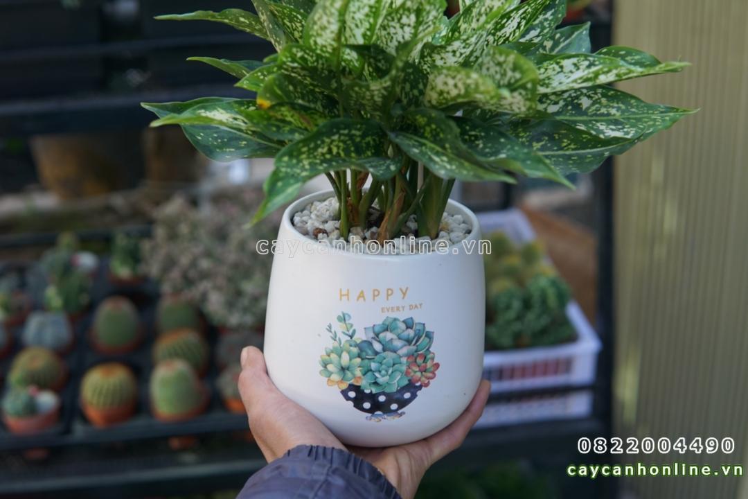 Chậu gốm sứ trồng cây để bàn in hình chậu quả lê in đề can