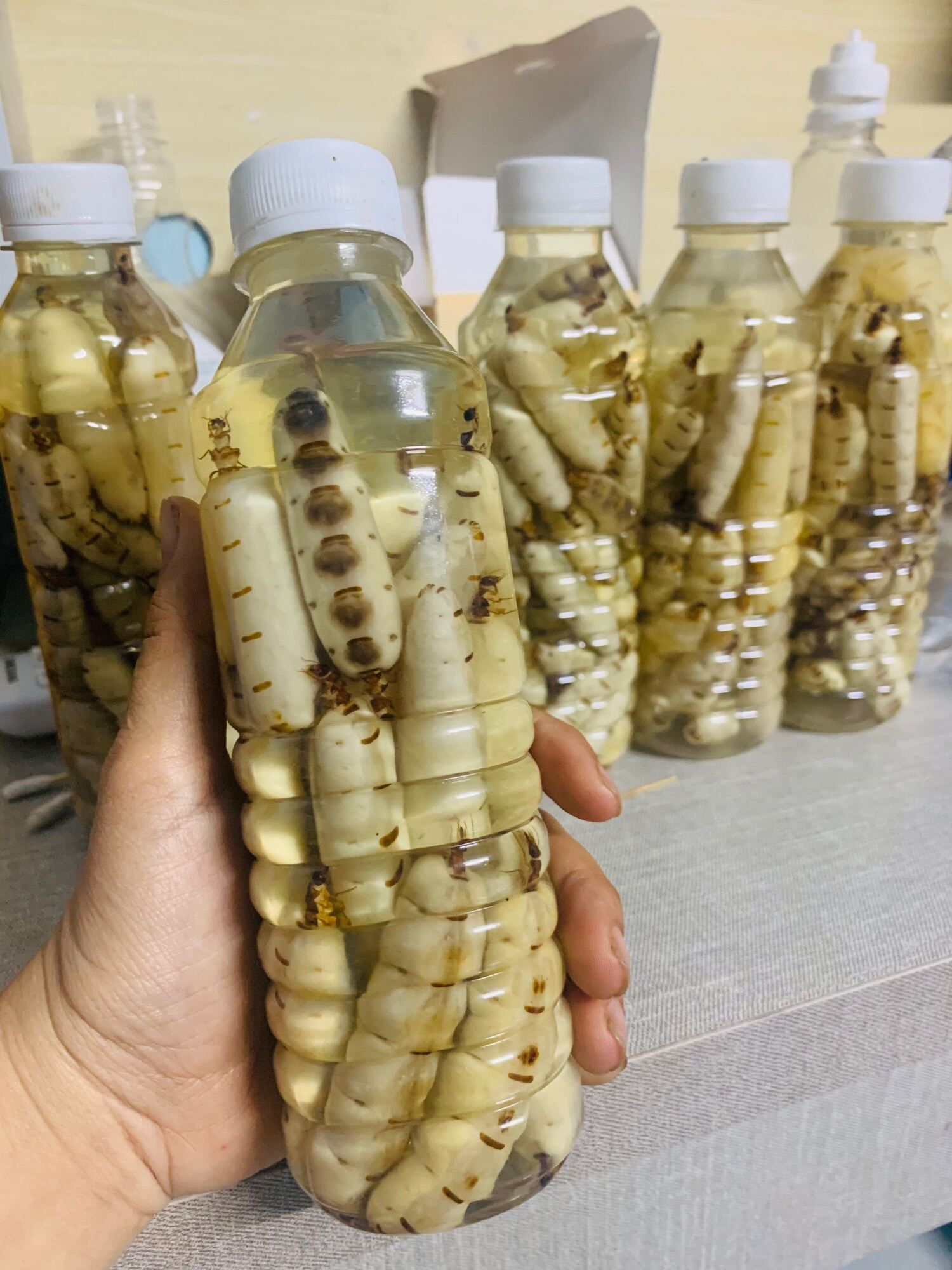 20 CON MỐI CHÚA SIZE NHỠ