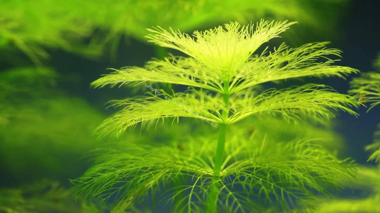 ĐẠI BẢO THÁP - THỦY SINH (4 cây)