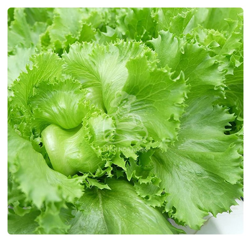 Hạt giống xà lách mineto Rạng Đông