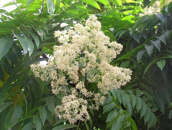1kg hạt xoan đào giống