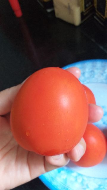 Cây giống cà chua