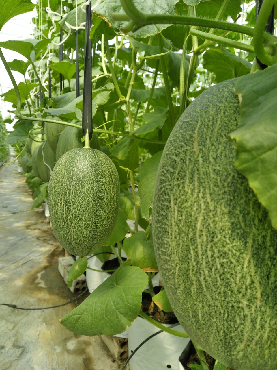 Hạt giống dưa lưới Mật KF Siêu Ngọt, Trái To_KIEUFARM_ Gói 10gram (295 - 312 hạt)
