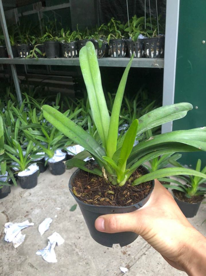 Phong Lan Kiếm Phan Trí -cây giống thuần chậu