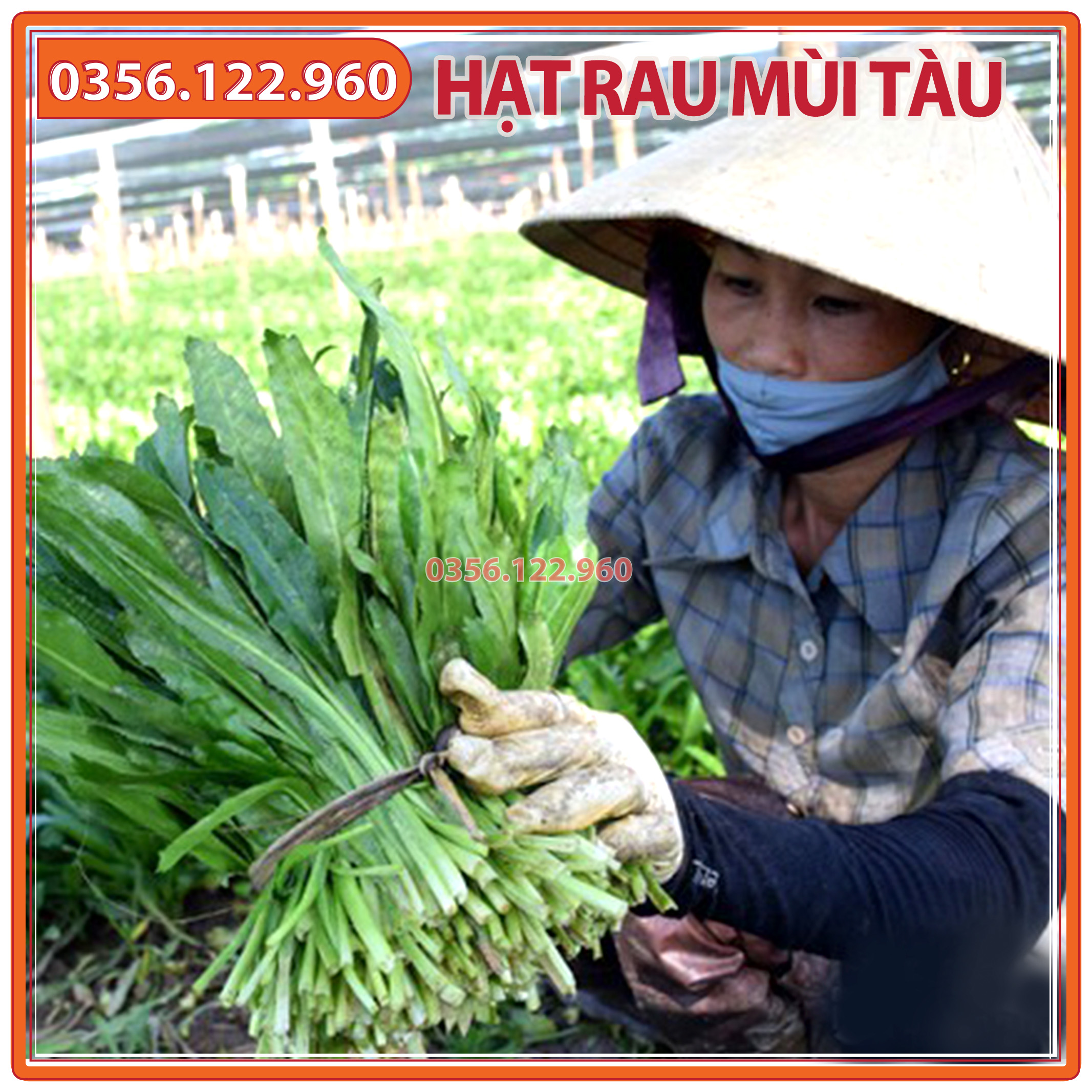 5gr Hạt giống rau ngò gai (mùi tàu, ngò tây, răng cưa)