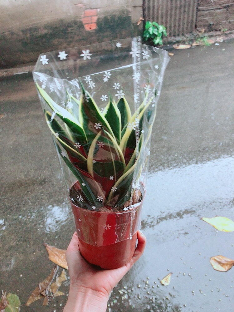 [HCM]Lưỡi Hổ Thái