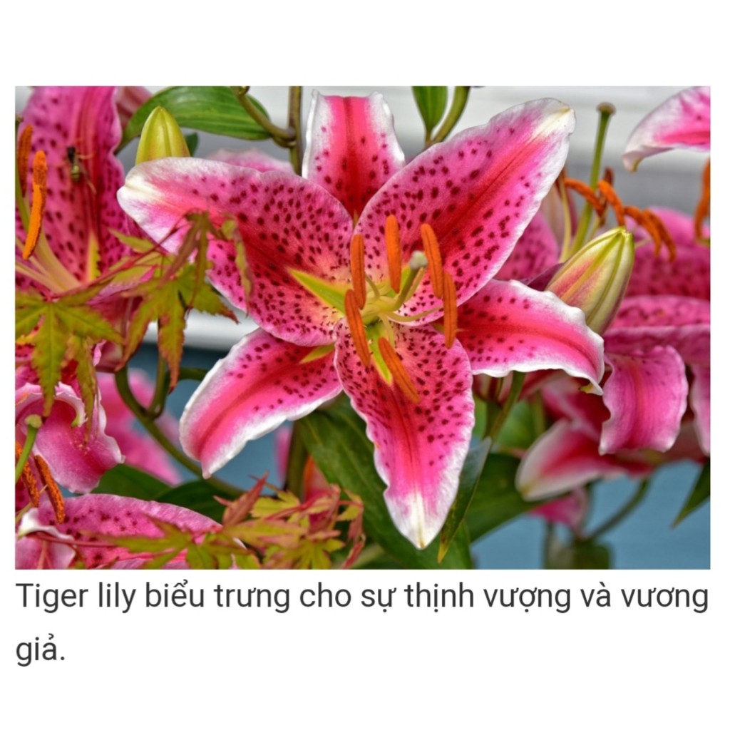 Combo 10 Củ Ly Thân cao Hoa Đủ Màu (Củ Ly Giống)