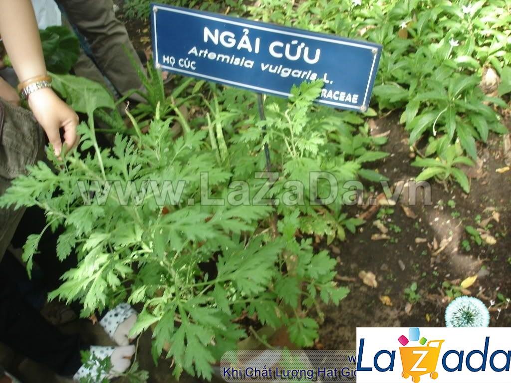 50h Hạt Giống Ngải Cứu Mugwort (| A4*W50*M301)