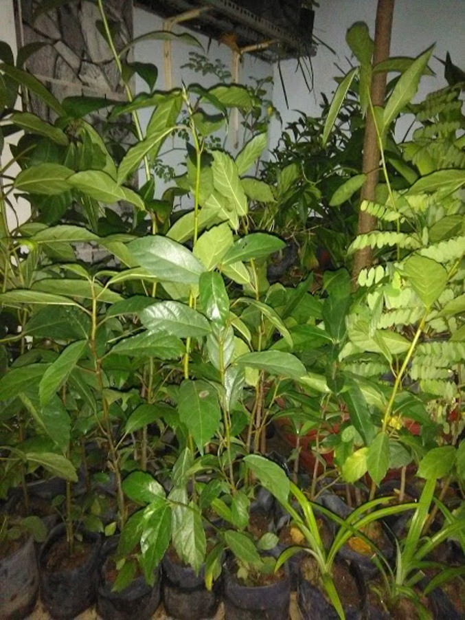 Cây sung giống - chiều cao khoảng 80cm