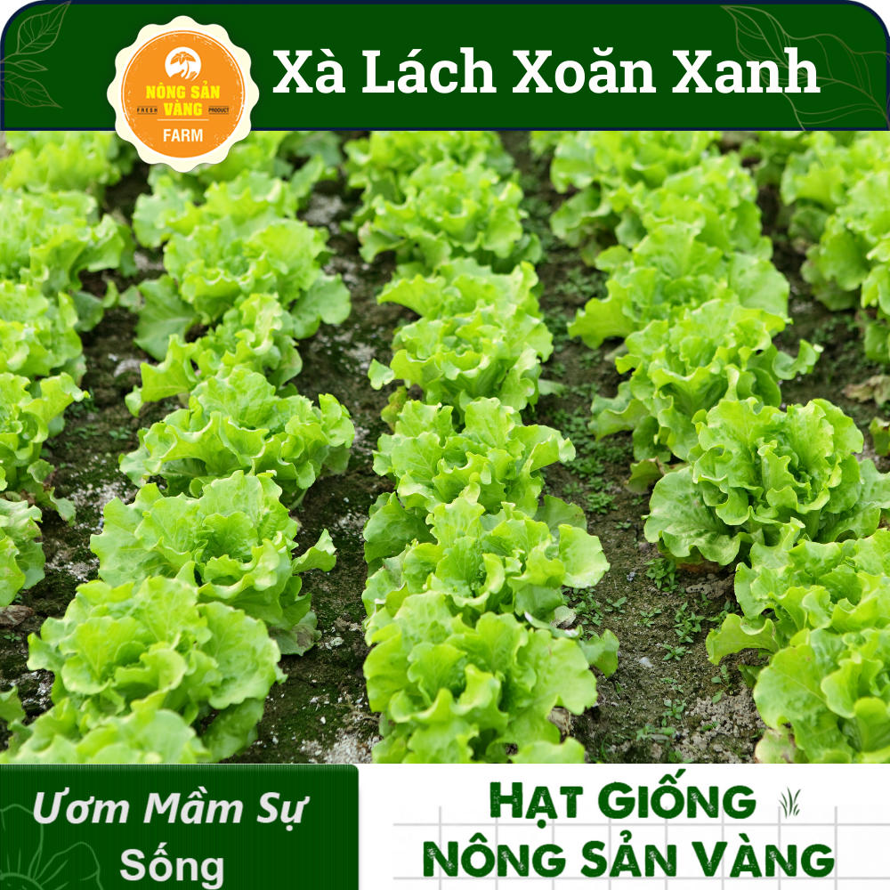 Seeds lettuce curly green (pack of 0.5 gram)-shallow gold