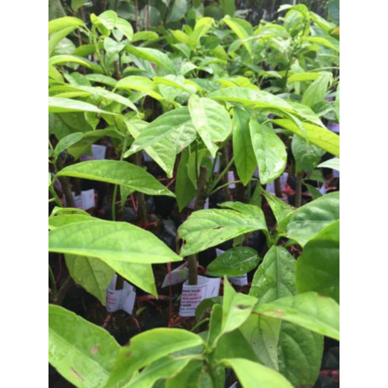 Cây giống dâu da xanh 2 năm cho trái