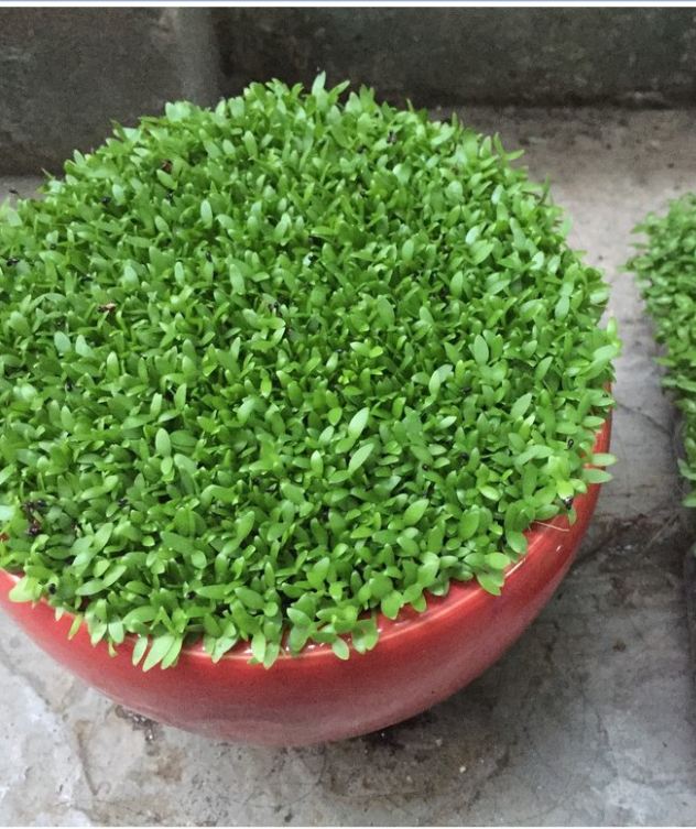 Hạt giống Cỏ may mắn - gói 100 hạt