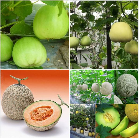 Combo of 2 Packs of Melon Seeds - (Cantaloupe - Super Sweet Pear Melon)