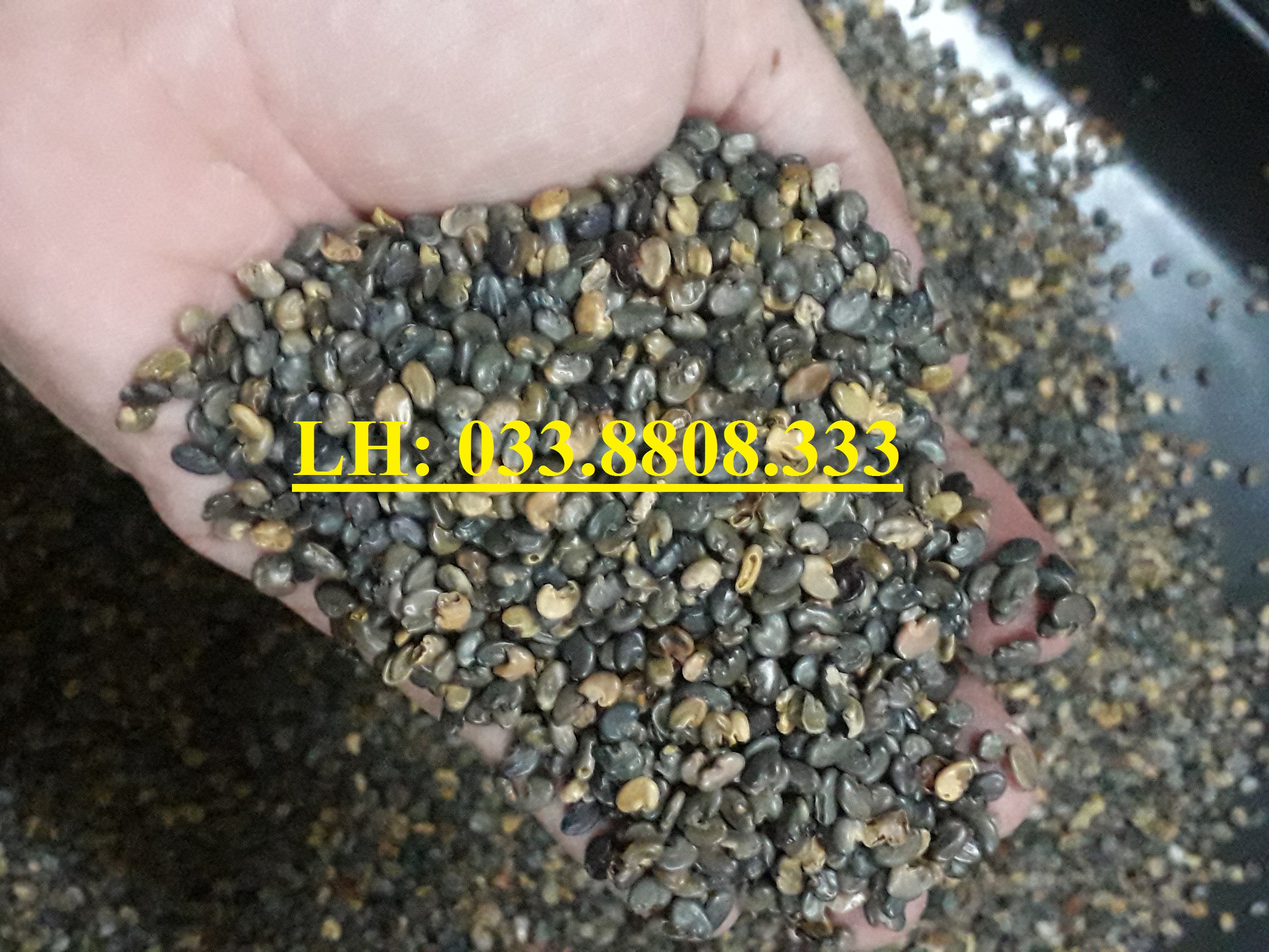 Hạt Giống Cỏ Lục Lạc Sợi - Cây Lục Lạc Sợi - Cây Gai Dầu - 1kg - Hạt Giống Cỏ Chăn Nuôi Trâu,Bò,dê,cừu,cá... đem lại năng xuất cao trong ngành chăn nuôi