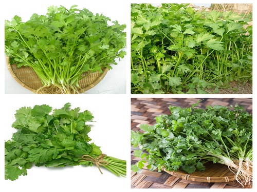Hạt Giống Ngò Hạt Lớn Pháp - Gói 20gr